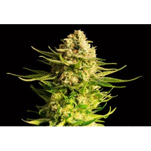 Indica Cream Σπόροι Κάνναβης (Kannabia Seeds)