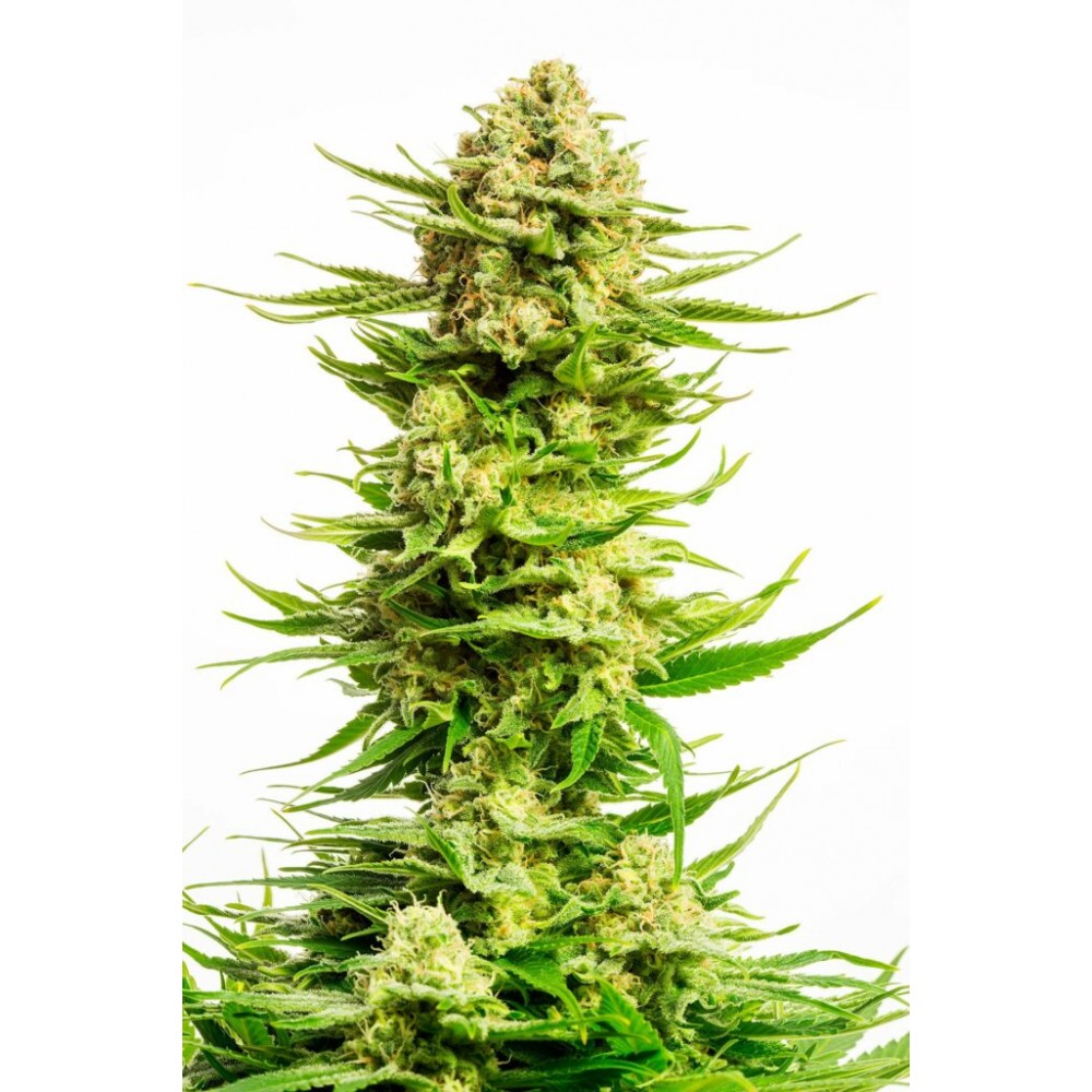 Indica Cream Σπόροι Κάνναβης (Kannabia Seeds)