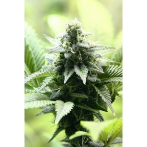 Indica Cream Σπόροι Κάνναβης (Kannabia Seeds)