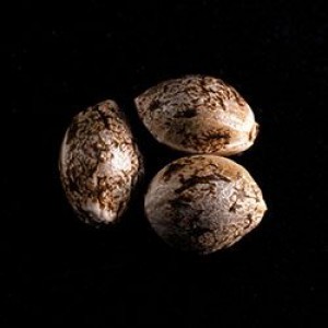Indica Cream Σπόροι Κάνναβης (Kannabia Seeds)