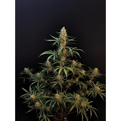 Original Jack Herer Auto 