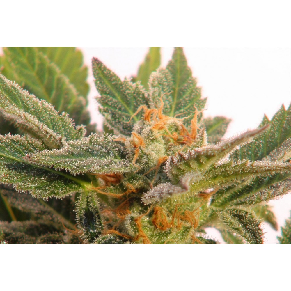 Kritic Auto Σπόροι Κάνναβης (Kannabia Seeds)