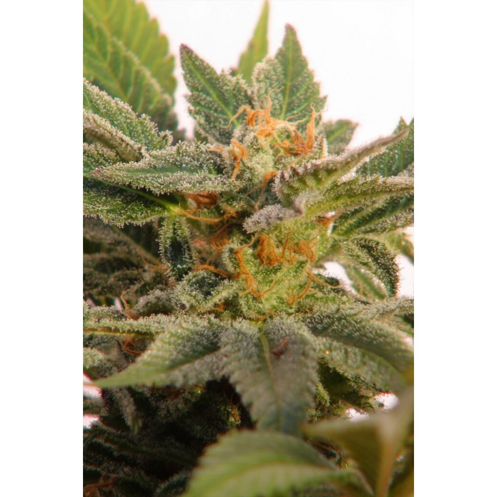 Kritic Auto Σπόροι Κάνναβης (Kannabia Seeds)