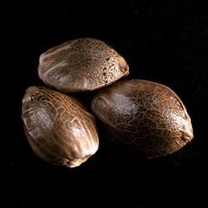 Kritic Auto Σπόροι Κάνναβης (Kannabia Seeds)