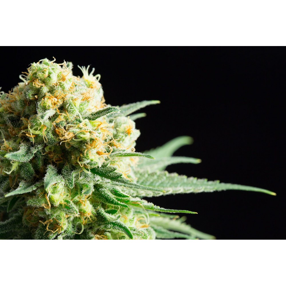 Kritikal-K  Σπόροι Κάνναβης (Kannabia Seeds)