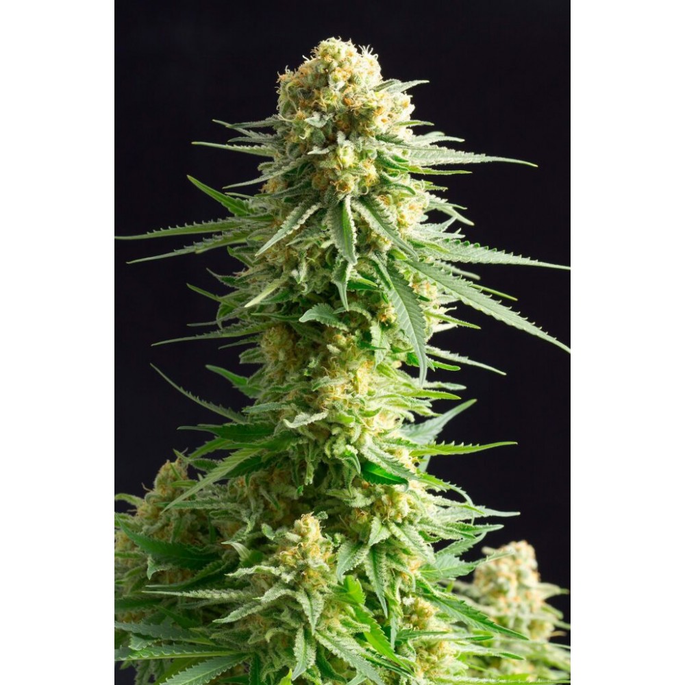 Kritikal-K  Σπόροι Κάνναβης (Kannabia Seeds)