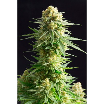 Kritikal-K (Kannabia Seeds)