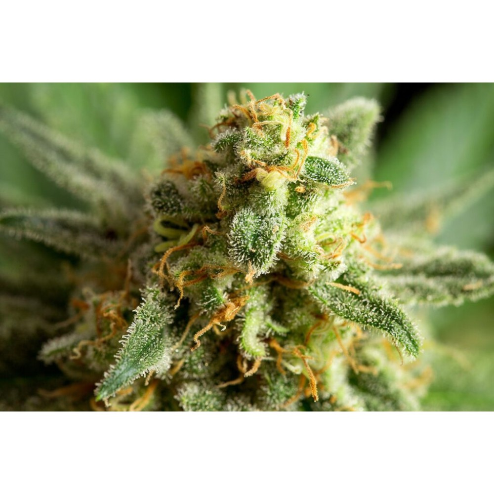 Kritikal-K  Σπόροι Κάνναβης (Kannabia Seeds)