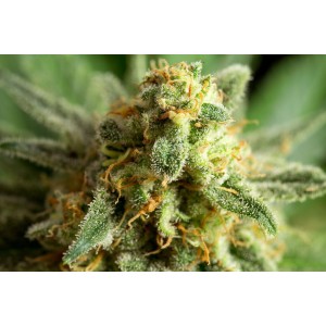 Kritikal-K  Σπόροι Κάνναβης (Kannabia Seeds)