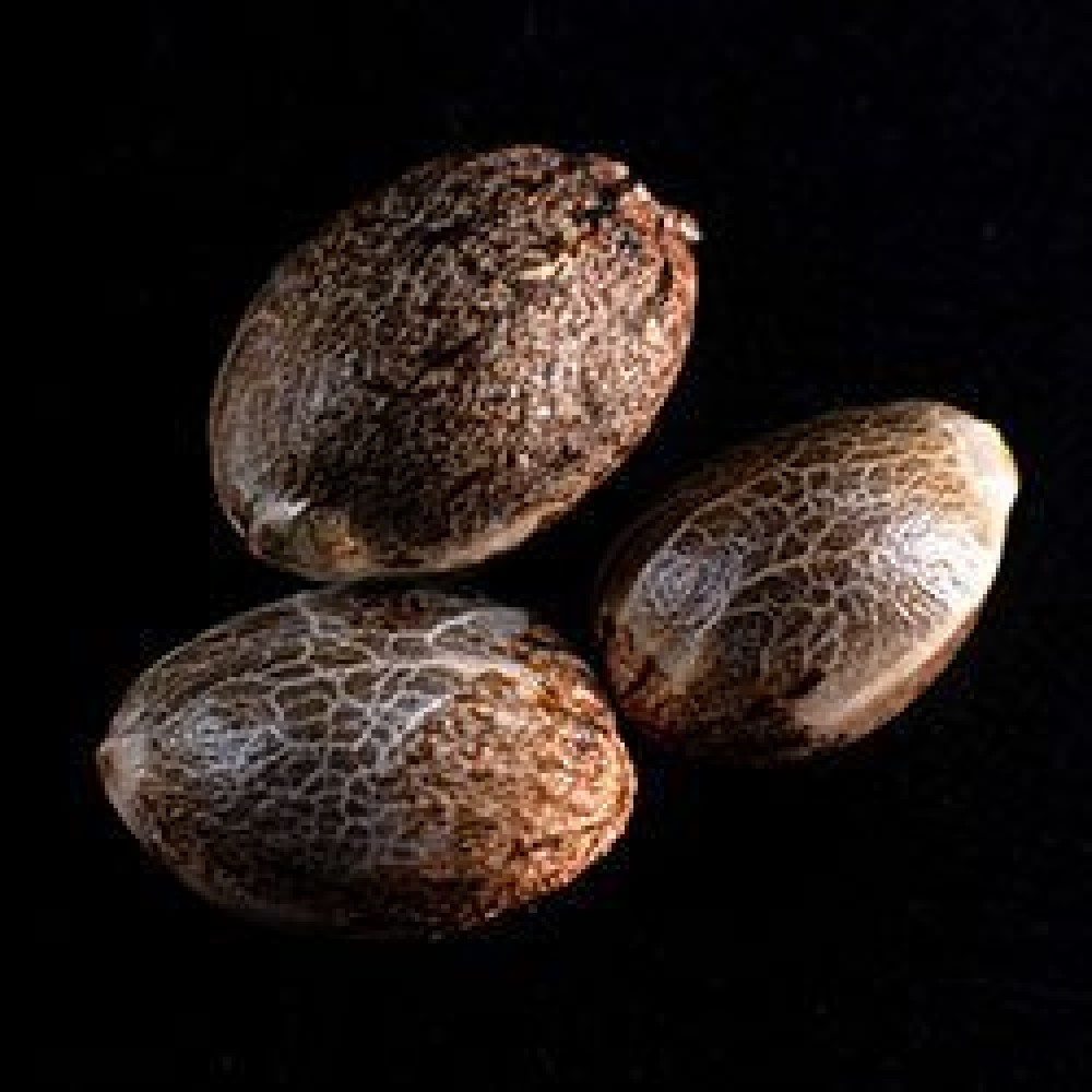 Kritikal-K  Σπόροι Κάνναβης (Kannabia Seeds)
