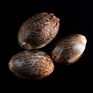 Kritikal-K  Σπόροι Κάνναβης (Kannabia Seeds)