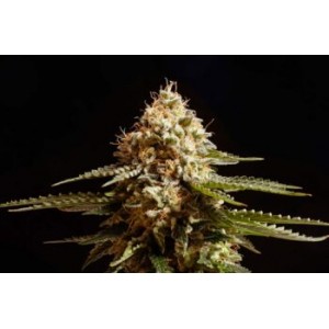La Blanca  Σπόροι Κάνναβης (Kannabia Seeds)