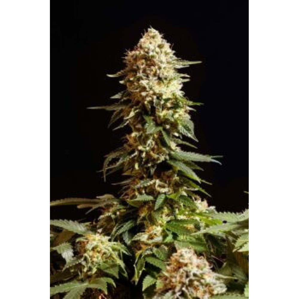 La Blanca  Σπόροι Κάνναβης (Kannabia Seeds)