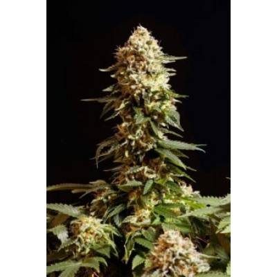 La Blanca (Kannabia Seeds)