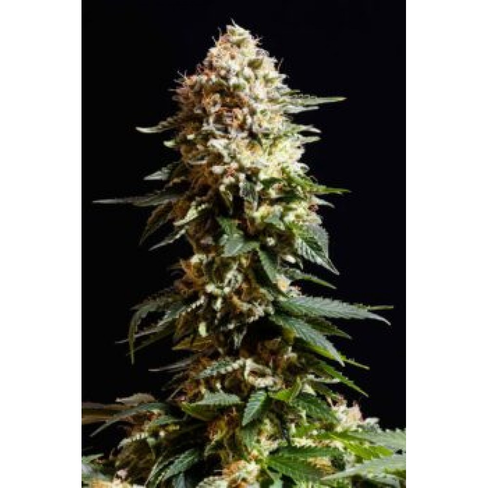 La Blanca  Σπόροι Κάνναβης (Kannabia Seeds)