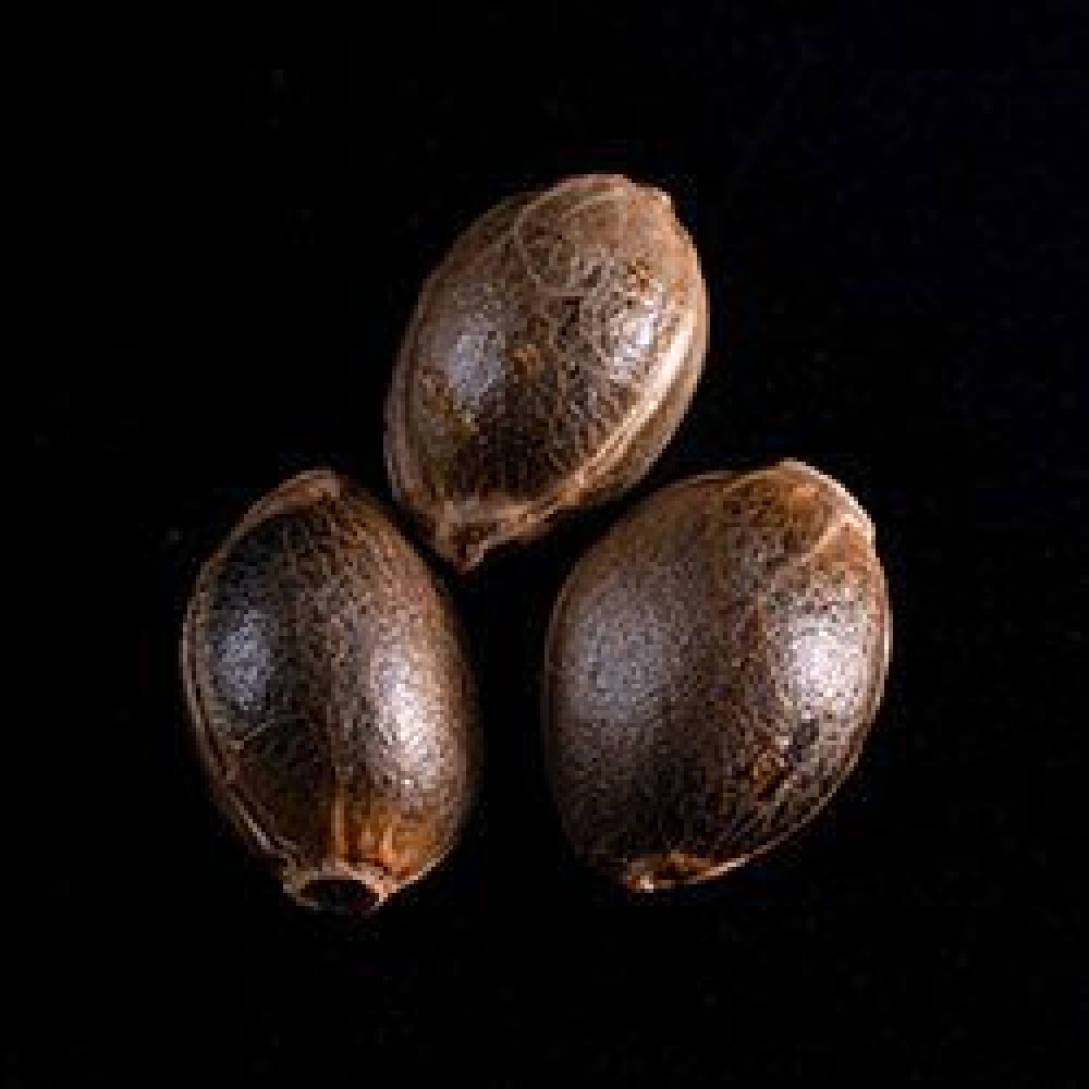 La Blanca  Σπόροι Κάνναβης (Kannabia Seeds)