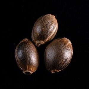 La Blanca  Σπόροι Κάνναβης (Kannabia Seeds)