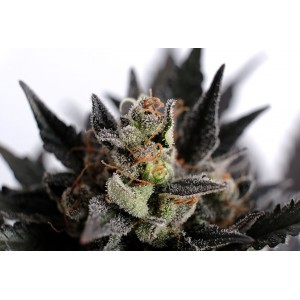 Lemon Haze Auto Σπόροι Κάνναβης (Kannabia Seeds)