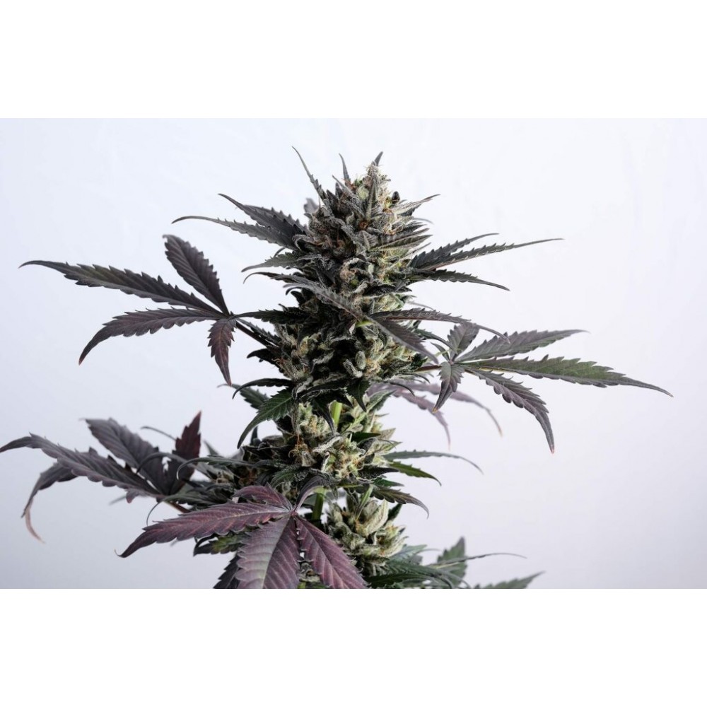 Lemon Haze Auto Σπόροι Κάνναβης (Kannabia Seeds)