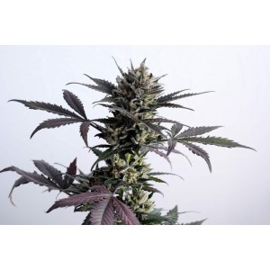 Lemon Haze Auto Σπόροι Κάνναβης (Kannabia Seeds)