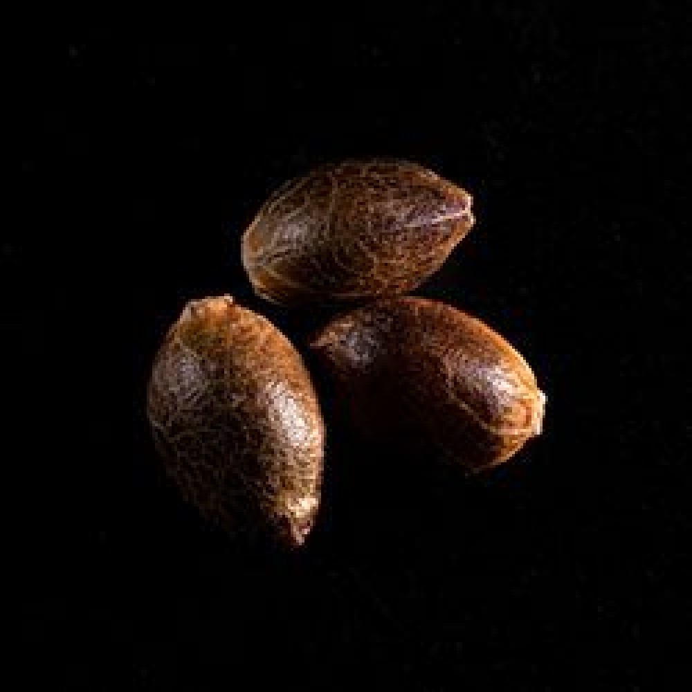 Lemon Haze Auto Σπόροι Κάνναβης (Kannabia Seeds)