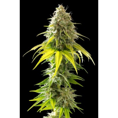 Mataro Blue (Kannabia Seeds)