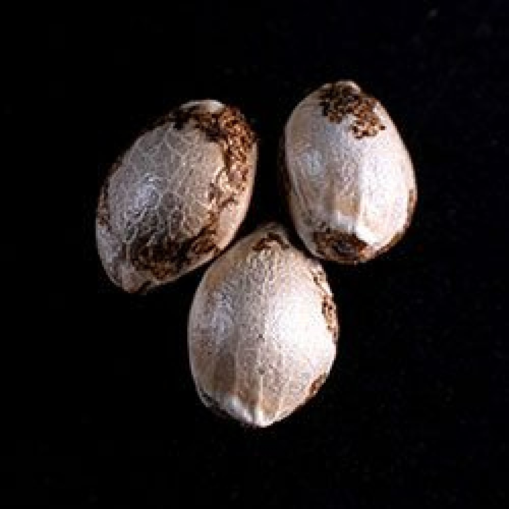 Mataro Blue  Σπόροι Κάνναβης (Kannabia Seeds)