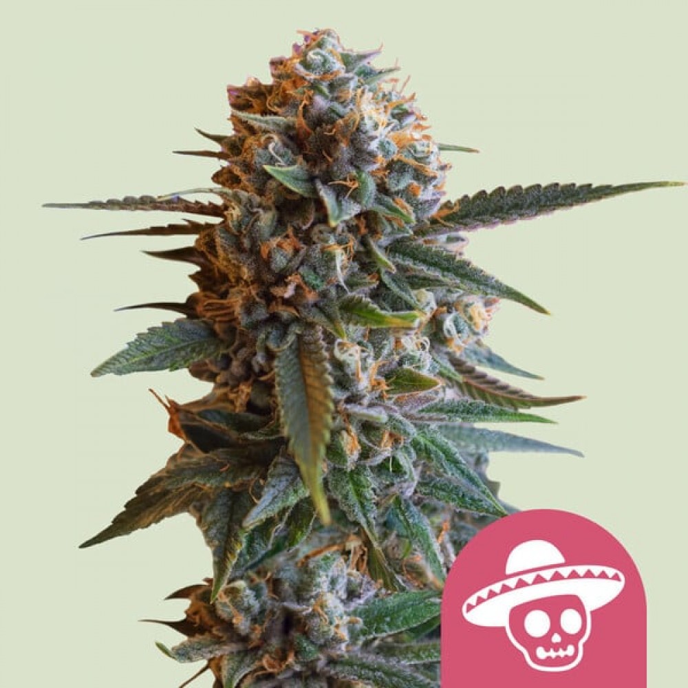Mexican Rush (Royal Queen Seeds) Σπόροι Κάνναβης 