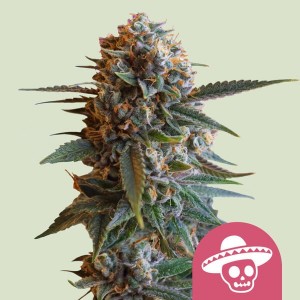 Mexican Rush (Royal Queen Seeds) Σπόροι Κάνναβης 