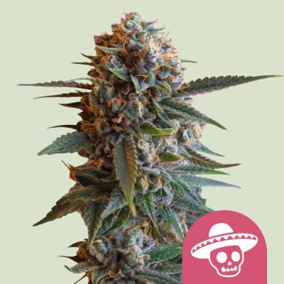 Mexican Rush (Royal Queen Seeds)