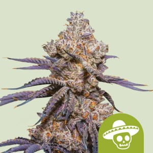 Mexican Rush Auto (Royal Queen Seeds) Σπόροι Κάνναβης 