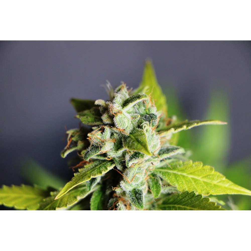 Mikromachine Auto Σπόροι Κάνναβης (Kannabia Seeds)