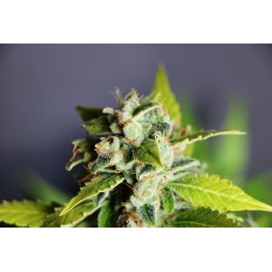 Mikromachine Auto Σπόροι Κάνναβης (Kannabia Seeds)