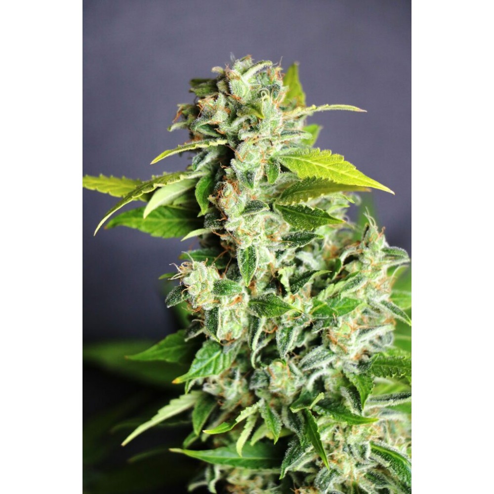 Mikromachine Auto Σπόροι Κάνναβης (Kannabia Seeds)