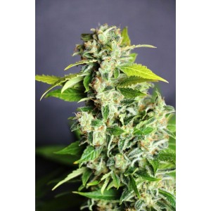 Mikromachine Auto Σπόροι Κάνναβης (Kannabia Seeds)