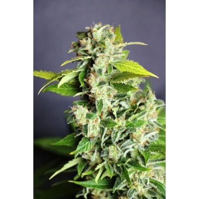 Mikromachine Auto (Kannabia Seeds)