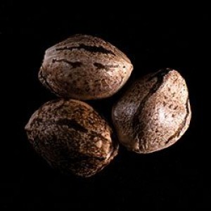 Mikromachine Auto Σπόροι Κάνναβης (Kannabia Seeds)