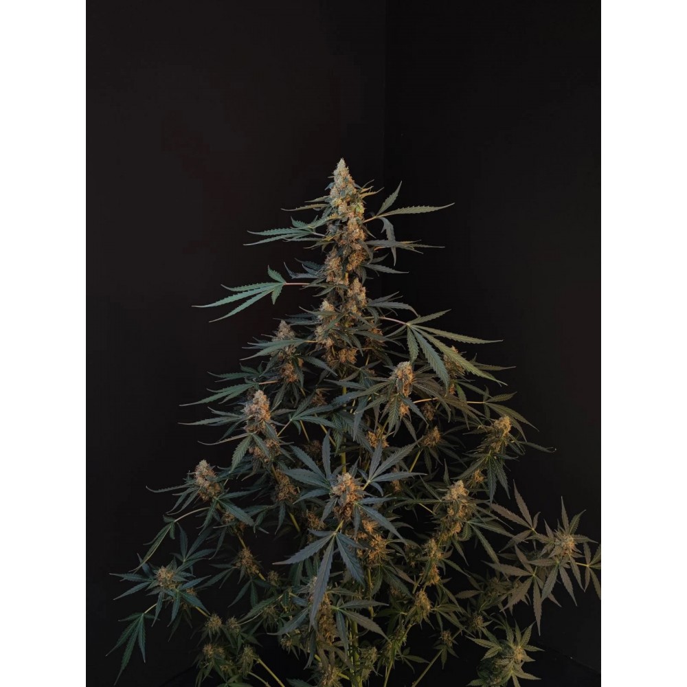 Original Northern Lights Auto Σπόροι Κάνναβης 
