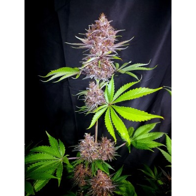 Purple Lemonade FF (Fastflowering)