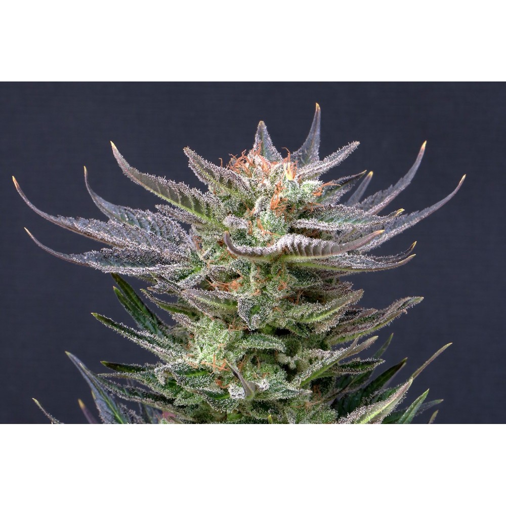 Purple Dream Auto Σπόροι Κάνναβης (Kannabia Seeds)