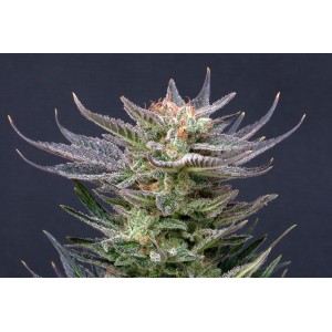 Purple Dream Auto Σπόροι Κάνναβης (Kannabia Seeds)