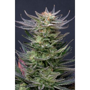 Purple Dream Auto Σπόροι Κάνναβης (Kannabia Seeds)