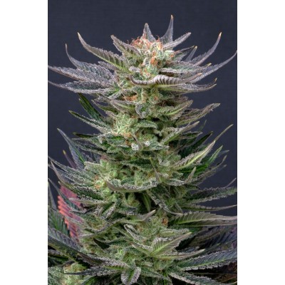 Purple Dream Auto (Kannabia Seeds)