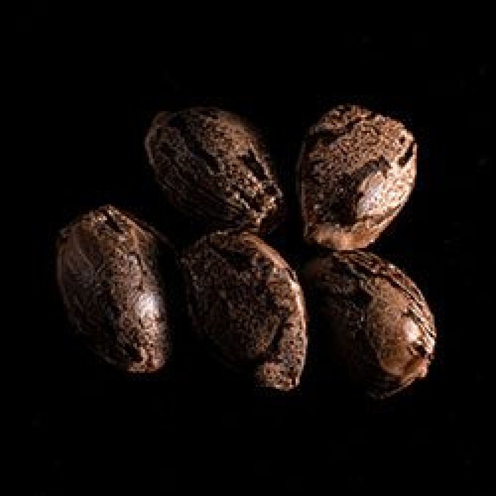 Purple Dream Auto Σπόροι Κάνναβης (Kannabia Seeds)