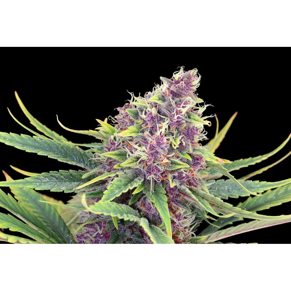 Purple Kush Σπόροι Κάνναβης (Kannabia Seeds)