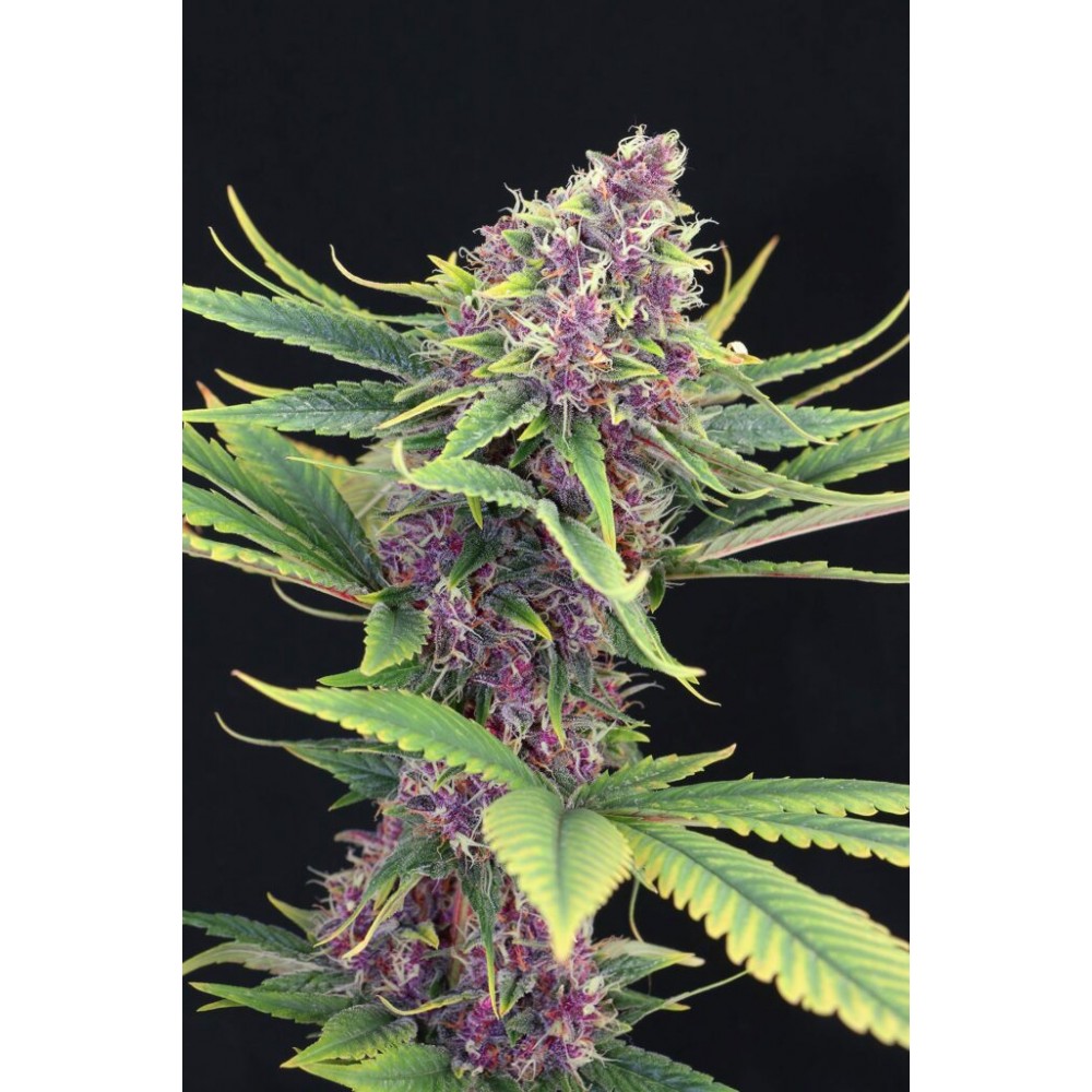 Purple Kush Σπόροι Κάνναβης (Kannabia Seeds)