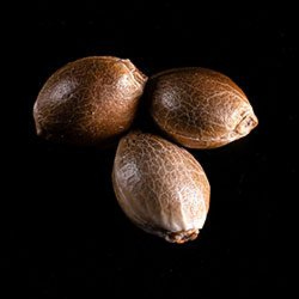 Purple Kush Σπόροι Κάνναβης (Kannabia Seeds)