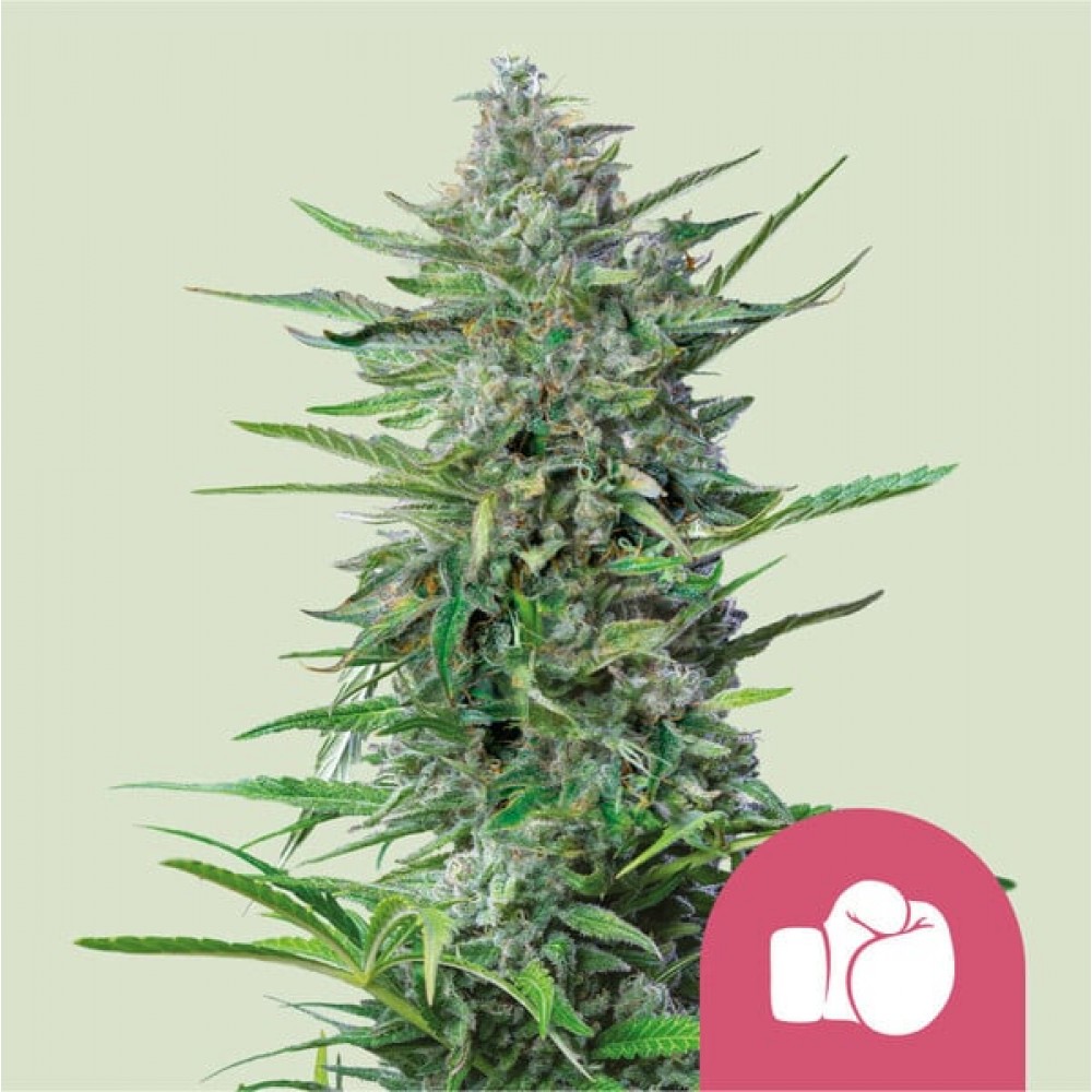 Purple Punch (Royal Queen Seeds) Σπόροι Κάνναβης 
