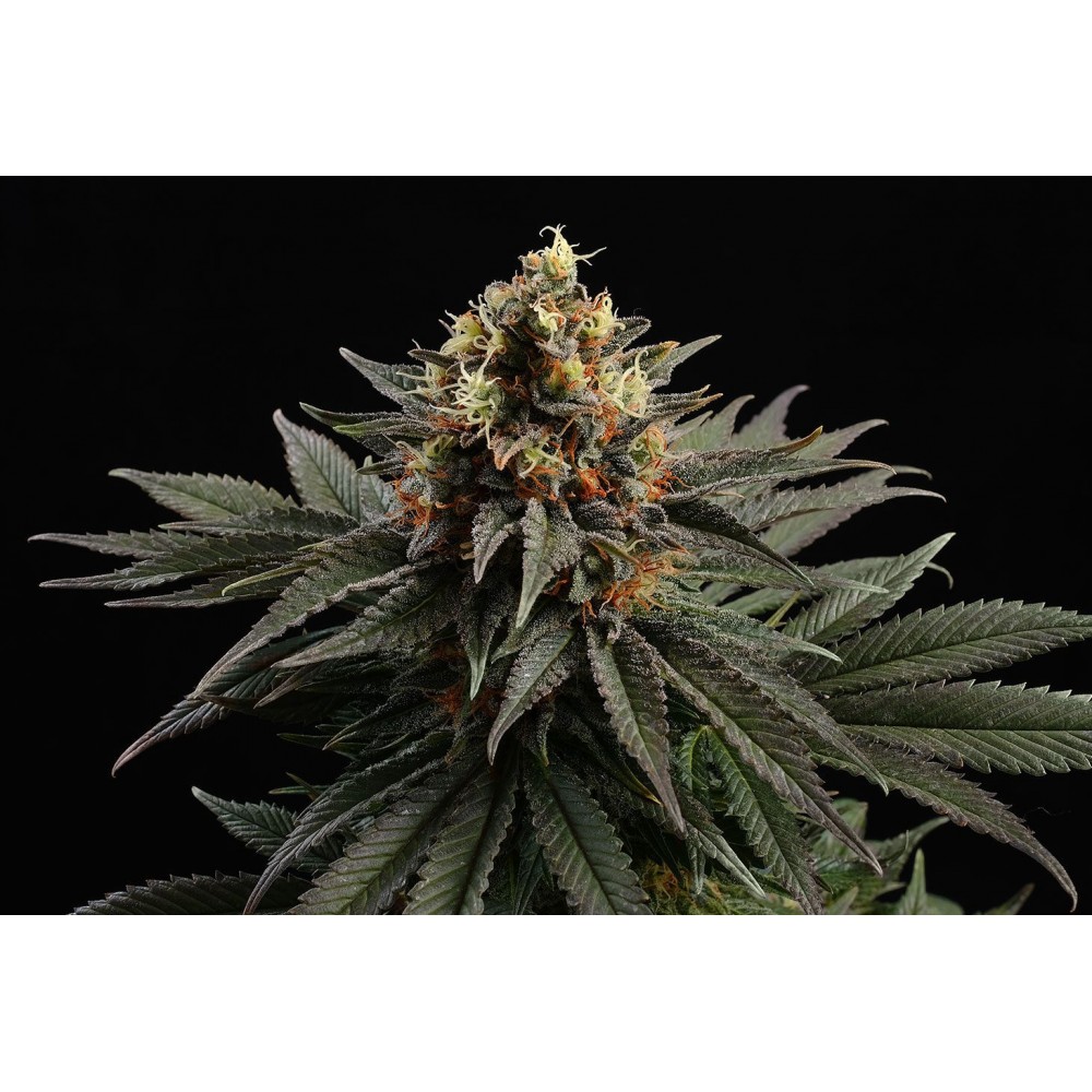 Sativa Dream Σπόροι Κάνναβης (Kannabia Seeds)