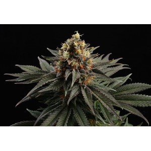 Sativa Dream Σπόροι Κάνναβης (Kannabia Seeds)